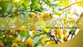  Presentation with lemon - Slide deck consisting of lemon-tree-with-ripe-fruits background and a yellow colored foreground