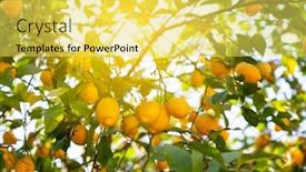  Presentation with lemon - Beautiful PPT layouts featuring lemon-tree-with-ripe-fruits backdrop and a yellow colored foreground