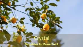  Presentation with lemon - Colorful theme enhanced with lemon-tree-with-ripe-fruits backdrop and a tawny brown colored foreground