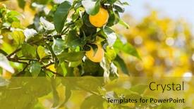  Presentation with lemon - Slide set featuring lemon-tree background and a gold colored foreground