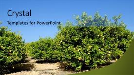 Presentation with plantation - Amazing PPT theme having lemon trees plantation with ripe backdrop and a light blue colored foreground
