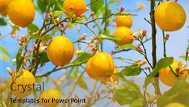  Presentation with growing tree - Colorful presentation design enhanced with economics - department growth - picture backdrop and a light blue colored foreground.