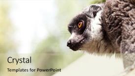 Presentation with lemur - Cool new presentation theme with lemur closeup backdrop and a soft green colored foreground