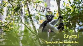  Presentation with lemur - Audience pleasing theme consisting of lemur in natural habitat madagascar backdrop and a tawny brown colored foreground