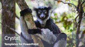  Presentation with lemur - Cool new slide deck with lemur in natural habitat madagascar backdrop and a gray colored foreground
