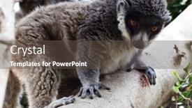  Presentation with lemur - Slide set featuring lemur on tree background and a tawny brown colored foreground