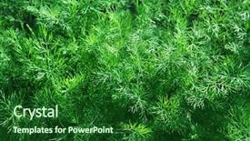 Presentation with growing - Beautiful slide set featuring lenten - green fennel which is growing backdrop and a forest green colored foreground