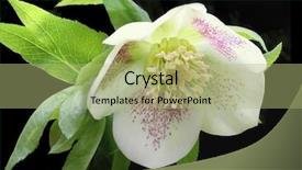  Presentation with flower pedals - Presentation theme with lenten - hellebore flower helleborus orientalis isolated background and a mint green colored foreground