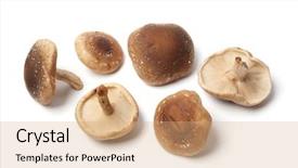  Presentation with button mushroom fresh mushroom - Theme consisting of lentinula edodes - fresh shiitake mushrooms on white background and a coral colored foreground