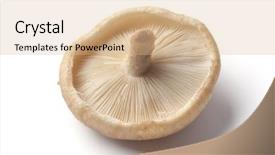  Presentation with coconut shell fresh whole - Slides featuring lentinula edodes - one whole fresh single shiitake background and a coral colored foreground