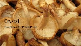  Presentation with candy edible film - Slide deck consisting of lentinula edodes - shiitake edible mushrooms background and a gold colored foreground