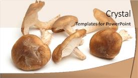  Presentation with mushrooms - Amazing PPT theme having lentinula edodes - shiitake mushrooms on white background backdrop and a coral colored foreground
