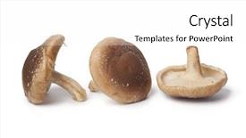  Presentation with white - PPT theme enhanced with lentinula edodes - whole fresh shiitake on white background and a white colored foreground