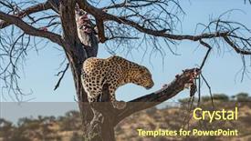  Presentation with out of africa sumatra - Slides having leopard feeding an african spotted background and a  colored foreground