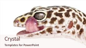  Presentation with cartoon leopard - Cool new presentation theme with leopard gecko eublepharis macularius close backdrop and a lemonade colored foreground