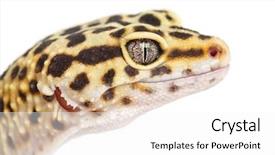  Presentation with cartoon leopard - Beautiful presentation featuring leopard gecko eublepharis macularius close backdrop and a white colored foreground