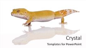  Presentation with walking - Slides enhanced with leopard gecko eublepharis macularius walking background and a  colored foreground