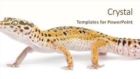  Presentation with amur leopard sleeping - Theme with leopard gecko eublepharis macularius background and a cream colored foreground