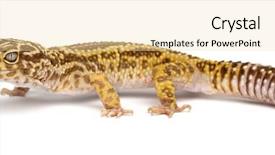  Presentation with cartoon leopard - Colorful theme enhanced with leopard gecko eublepharis macularius backdrop and a blonde colored foreground