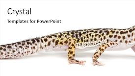  Presentation with cartoon leopard - Presentation theme featuring leopard gecko eublepharis macularius background and a white colored foreground