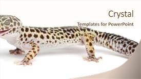  Presentation with background - Amazing presentation theme having leopard gecko eublepharis macularius backdrop and a cream colored foreground