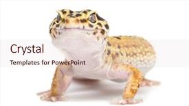  Presentation with cartoon leopard - Presentation theme with leopard gecko eublepharis macularius background and a lemonade colored foreground