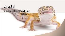  Presentation with cartoon leopard - PPT theme featuring leopard gecko eublepharis macularius background and a lemonade colored foreground
