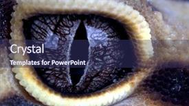  Presentation with bionic eye - Audience pleasing presentation consisting of leopard gecko eye close up backdrop and a navy blue colored foreground