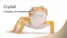  Presentation with white cctv camera on modern - Presentation theme having leopard gecko facing the camera background and a  colored foreground
