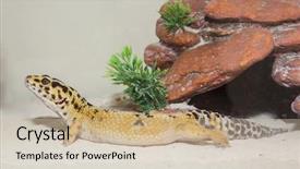 Presentation with cage - Amazing PPT layouts having leopard gecko in his cage backdrop and a soft green colored foreground