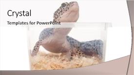  Presentation with reptile - PPT theme with leopard gecko reptile background and a white colored foreground
