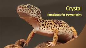  Presentation with cartoon leopard - Audience pleasing PPT layouts consisting of leopard gecko sitting backdrop and a tawny brown colored foreground