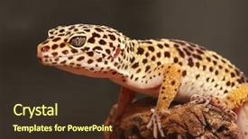  Presentation with cartoon leopard - Theme featuring dark wavy corporate abstract background background and a dark gray colored foreground