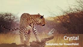  Presentation with african - Amazing presentation having leopard in african bush backdrop and a tawny brown colored foreground
