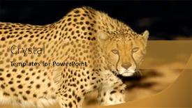  Presentation with sand - Beautiful presentation theme featuring leopard-in-the-sabi-sand backdrop and a gold colored foreground