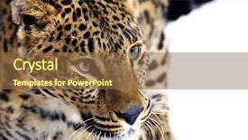  Presentation with studio - Colorful PPT theme enhanced with leopard in the studio backdrop and a tawny brown colored foreground