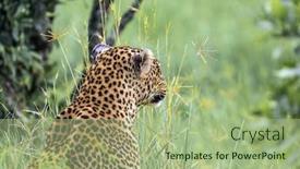  Presentation with africa tourism - Colorful slide set enhanced with leopard-is-preparing backdrop and a mint green colored foreground