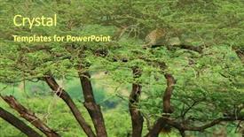  Presentation with kenya - Audience pleasing presentation theme consisting of leopard on the tree africa kenya samburu national park backdrop and a tawny brown colored foreground