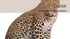  Presentation with sumatran tiger panthera tigris sumatrae - Amazing PPT theme having leopard panthera pardus 6 months backdrop and a coral colored foreground