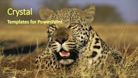  Presentation with savannah - Cool new presentation theme with leopard panthera pardus lying in grass on savannah backdrop and a tawny brown colored foreground
