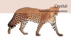  Presentation with studio - Audience pleasing PPT layouts consisting of leopard panthera pardus on white backdrop and a coral colored foreground