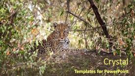  Presentation with alert - PPT theme featuring leopard-panthera-pardus-shades background and a tawny brown colored foreground