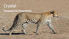  Presentation with kalahari - PPT theme featuring leopard panthera pardus walking kalahari background and a coral colored foreground