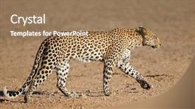  Presentation with south africa - Colorful slide set enhanced with leopard panthera pardus walking kalahari backdrop and a coral colored foreground