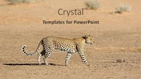  Presentation with kalahari - Amazing presentation design having leopard-panthera-pardus-walking-kalahari backdrop and a coral colored foreground