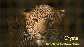  Presentation with zoo - Amazing presentation theme having leopard panthera pardus in its enclosure at zoo backdrop and a tawny brown colored foreground