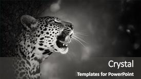  Presentation with kruger - Presentation theme having leopard portrait artistic processing - kruger background and a dark gray colored foreground