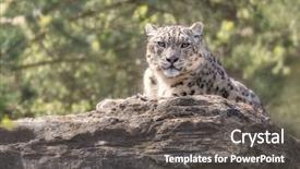  Presentation with rocky - Slide set consisting of leopard resting on rocky ledge background and a dark gray colored foreground