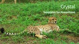  Presentation with endangered snow leopard resting - PPT theme featuring leopard-resting background and a forest green colored foreground