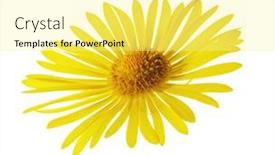  Presentation with yellow - Cool new slide set with leopard-s-bane-doronicum-orientale and a blonde colored foreground